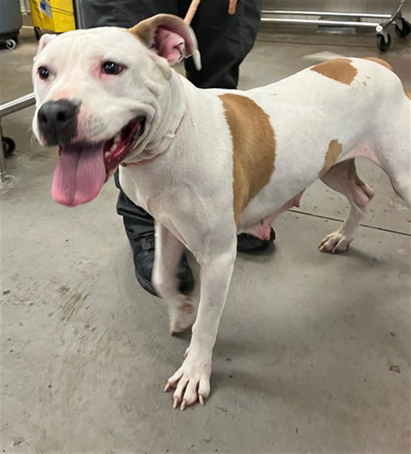 adoptable Dog in Phoenix, AZ named FLAKES