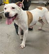 adoptable Dog in , AZ named FLAKES