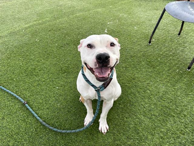 adoptable Dog in Phoenix, AZ named FLAKES