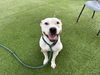 adoptable Dog in  named FLAKES