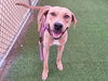 adoptable Dog in , AZ named GRIN