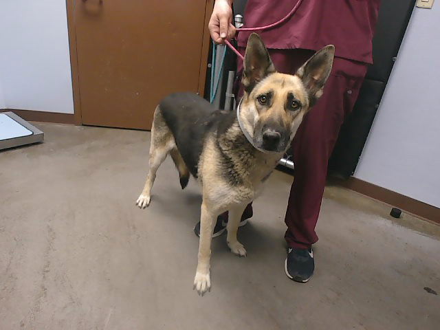 adoptable Dog in Phoenix, AZ named CANYON