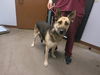 adoptable Dog in , AZ named CANYON