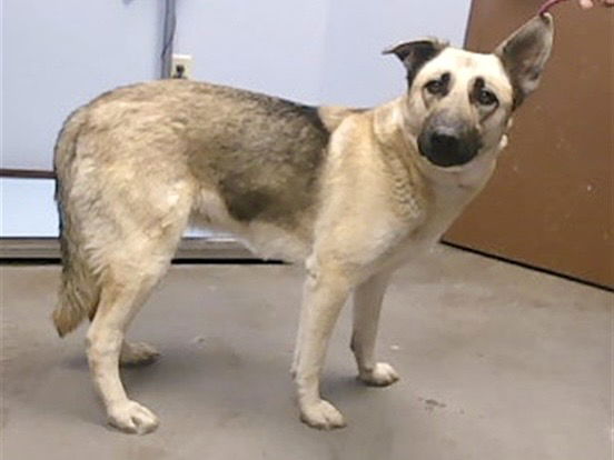 adoptable Dog in Phoenix, AZ named SHAWNEE