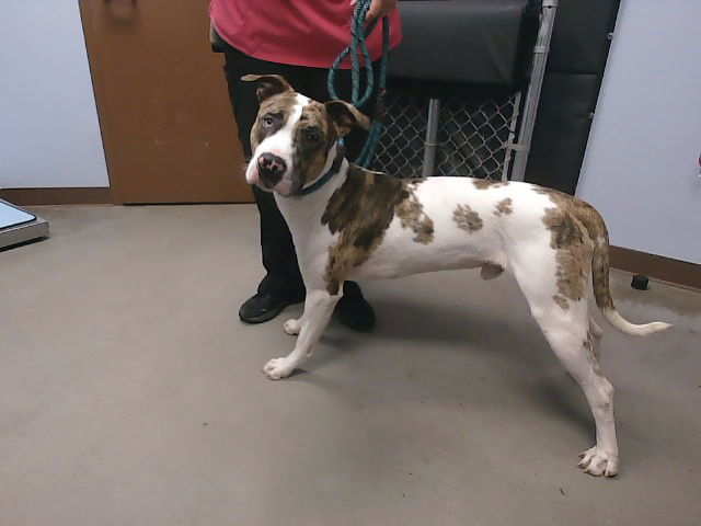 adoptable Dog in Phoenix, AZ named KEVIN