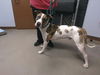adoptable Dog in , AZ named KEVIN