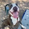 adoptable Dog in , AZ named MARZ