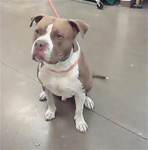 adoptable Dog in Phoenix, AZ named CHAMP