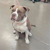 adoptable Dog in , AZ named CHAMP