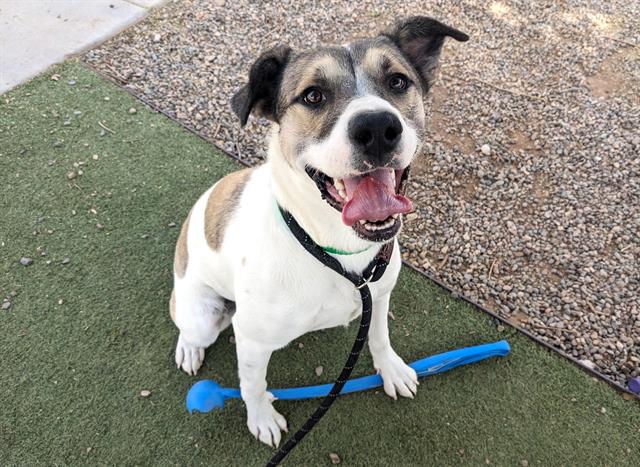 adoptable Dog in Phoenix, AZ named LUCY