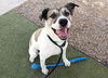 adoptable Dog in , AZ named LUCY
