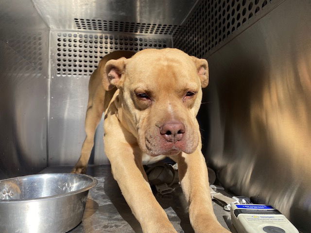 adoptable Dog in Phoenix, AZ named PORTER