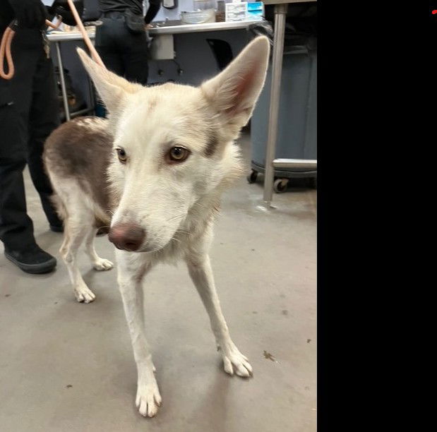 adoptable Dog in Phoenix, AZ named SHASTA