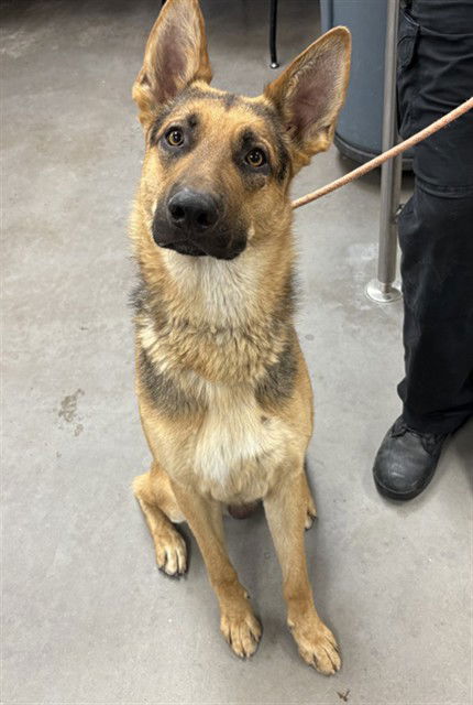 adoptable Dog in Phoenix, AZ named COYE