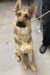 adoptable Dog in , AZ named COYE