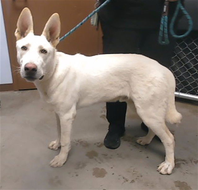 adoptable Dog in Phoenix, AZ named RIVIAN