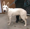 adoptable Dog in , AZ named RIVIAN