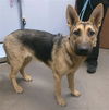 adoptable Dog in , AZ named APRIL