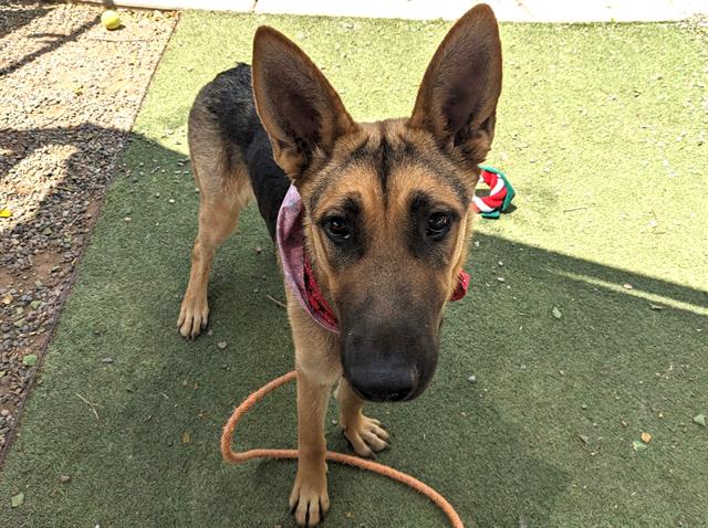adoptable Dog in Phoenix, AZ named APRIL