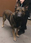 adoptable Dog in , AZ named PESTO