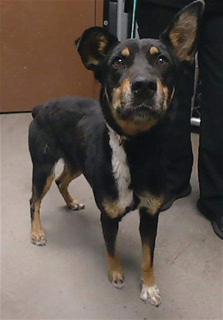 adoptable Dog in Phoenix, AZ named WINNIE