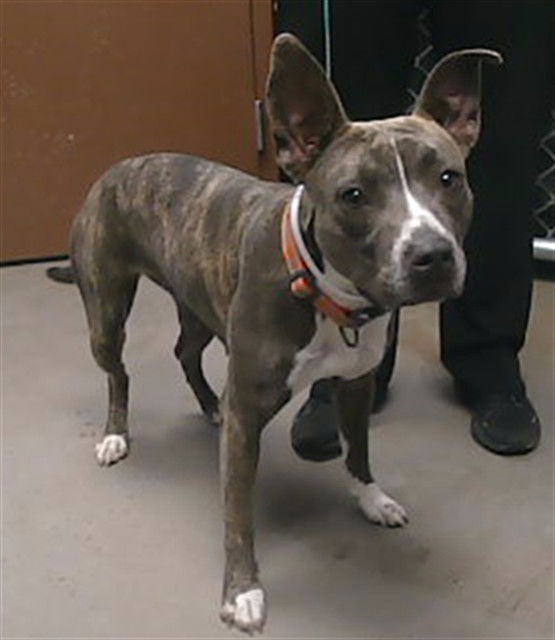 adoptable Dog in Phoenix, AZ named BUBBLY