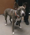 adoptable Dog in , AZ named BUBBLY
