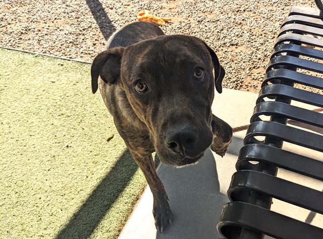 adoptable Dog in Phoenix, AZ named JACK