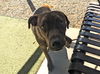 adoptable Dog in , AZ named JACK