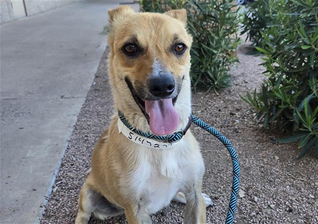 adoptable Dog in Phoenix, AZ named QUESO