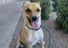 adoptable Dog in , AZ named QUESO