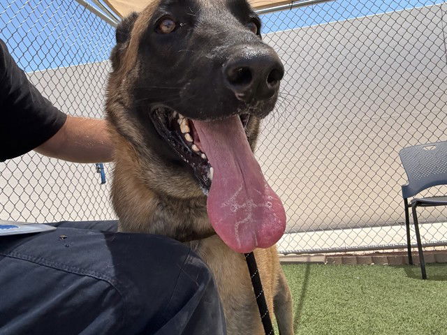 adoptable Dog in Phoenix, AZ named KING