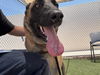 adoptable Dog in , AZ named KING