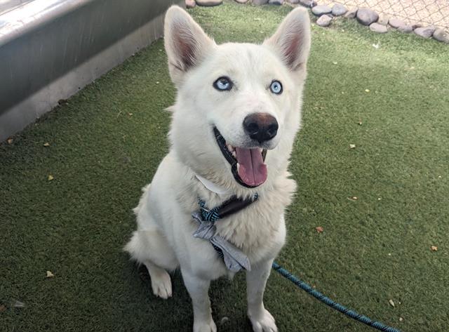adoptable Dog in Phoenix, AZ named ELSA
