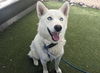 adoptable Dog in , AZ named ELSA