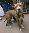 adoptable Dog in  named VAN GOGH