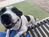 adoptable Dog in  named TOKYO
