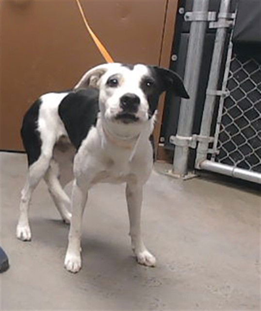 adoptable Dog in Phoenix, AZ named SUNSHINE