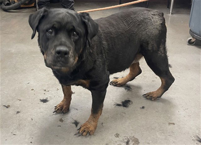 adoptable Dog in Phoenix, AZ named BELLA