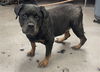 adoptable Dog in  named BELLA