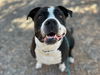 adoptable Dog in , AZ named GRAPE