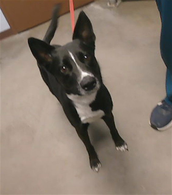 adoptable Dog in Phoenix, AZ named BRIDGET