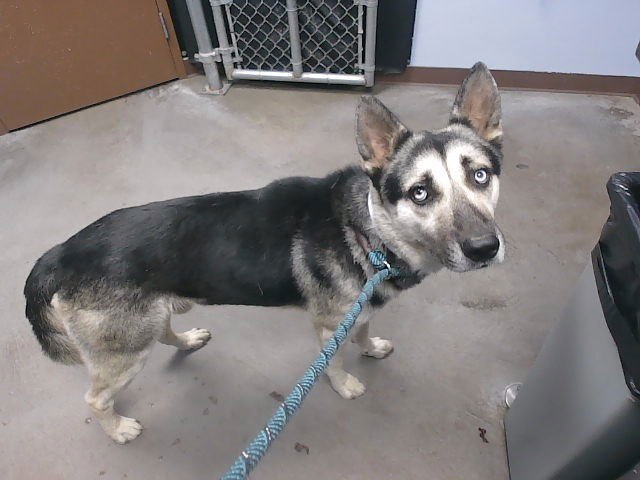 adoptable Dog in Phoenix, AZ named JOJO