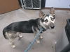 adoptable Dog in  named JOJO