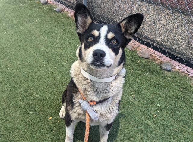 adoptable Dog in Phoenix, AZ named TAZ