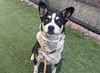 adoptable Dog in  named TAZ