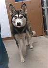 adoptable Dog in  named SERENITY