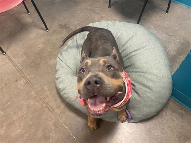 adoptable Dog in Phoenix, AZ named NINA