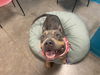adoptable Dog in  named NINA