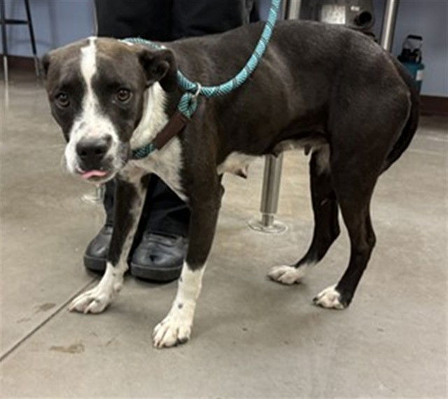 adoptable Dog in Phoenix, AZ named SUNDAE